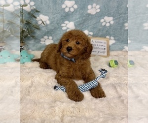 Goldendoodle mix (+ Poodle Miniature) Puppy for sale in NOBLESVILLE, IN, USA