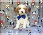 Small #6 Cavapoo