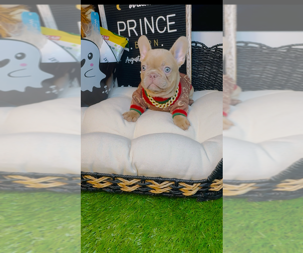 Medium Photo #4 French Bulldog Puppy For Sale in ATHENS, GA, USA