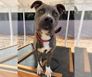 Mutt Dogs for adoption in Palmetto, FL, USA