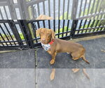 Small Dachshund Mix