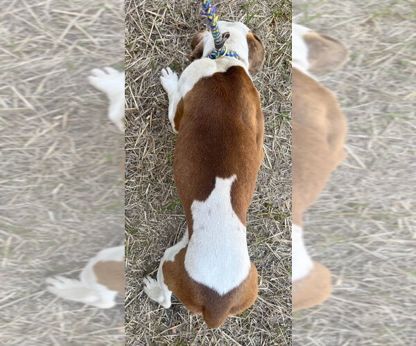 Medium Photo #2 Mutt Puppy For Sale in Tarboro, NC, USA