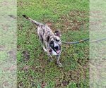 Small Photo #5 Mountain Cur-Unknown Mix Puppy For Sale in Rockaway, NJ, USA