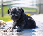 Small Photo #4 Schnauzer (Miniature) Puppy For Sale in BALTIC, OH, USA