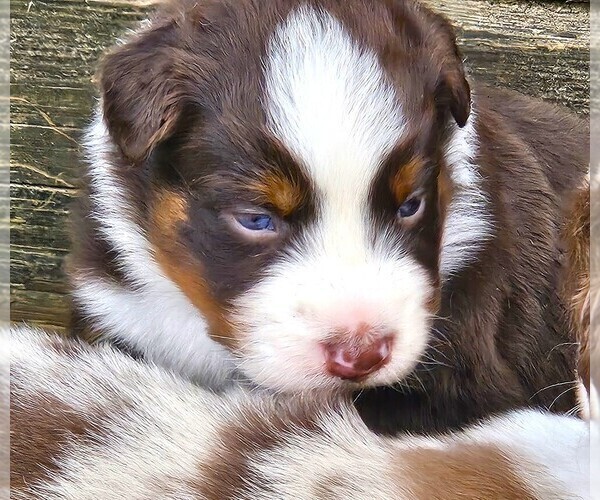 Medium Photo #10 Australian Shepherd Puppy For Sale in NELSON, VA, USA