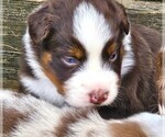 Small #9 Australian Shepherd