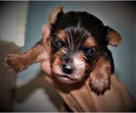 Small Photo #6 Yorkshire Terrier Puppy For Sale in SPRINGFIELD, SC, USA