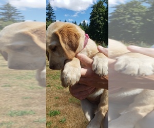 Medium Labrador Retriever