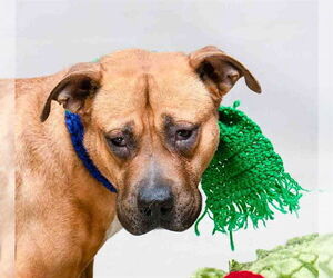 Black Mouth Cur-Staffordshire Bull Terrier Mix Dogs for adoption in Sanford, FL, USA