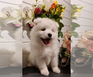 Samoyed Puppy for sale in GLENDORA, CA, USA