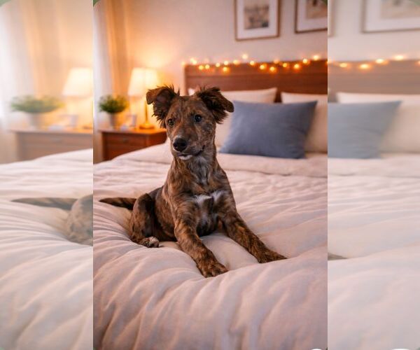 Medium Photo #1 Border Collie-Unknown Mix Puppy For Sale in Cliffwood, NJ, USA