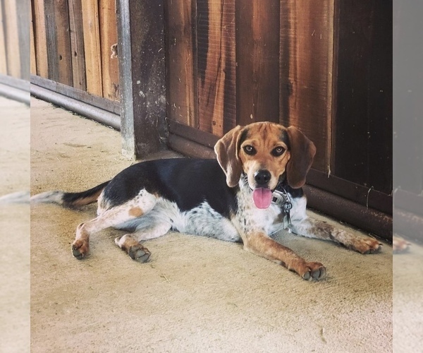 Medium Photo #1 Beagle Puppy For Sale in DUBLIN, TX, USA