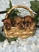 Small Photo #1 Yorkshire Terrier Puppy For Sale in KYLE, TX, USA