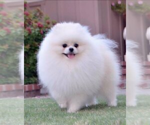 Father of the Pomeranian puppies born on 10/17/2023