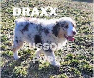 Australian Shepherd Puppy for sale in LAKEVILLE, IN, USA