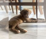 Small #3 Labrador Retriever Mix