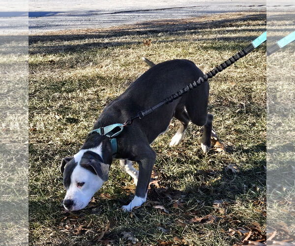 Medium Photo #2 Mutt Puppy For Sale in Rustburg, VA, USA