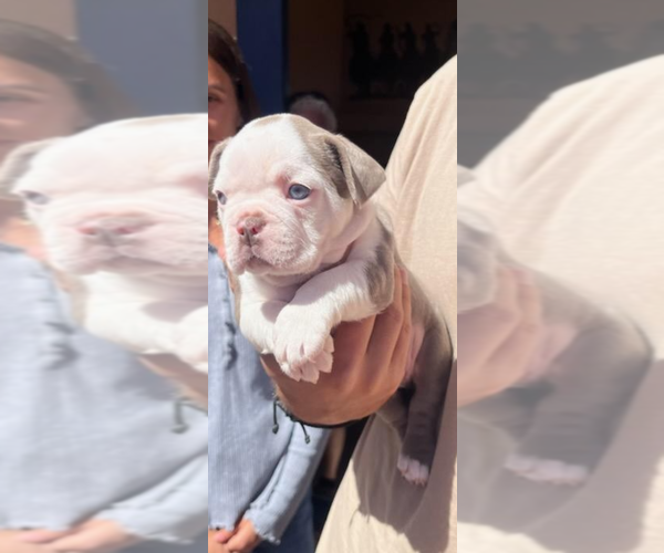 Medium Photo #2 Faux Frenchbo Bulldog Puppy For Sale in LAS CRUCES, NM, USA