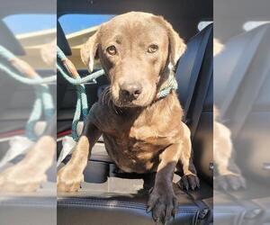 Blue Lacy-Unknown Mix Dogs for adoption in San Antonio, TX, USA