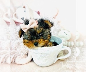 Yorkshire Terrier Puppy for sale in ORLANDO, FL, USA