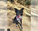 Small #1 Border Collie Mix