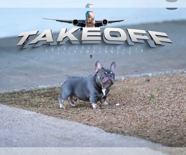 Medium Photo #1 French Bulldog Puppy For Sale in LEWISVILLE, TX, USA