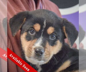 Rottweiler-Unknown Mix Dogs for adoption in Huntley, IL, USA