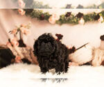 Small Photo #5 Poodle (Toy) Puppy For Sale in WARSAW, IN, USA