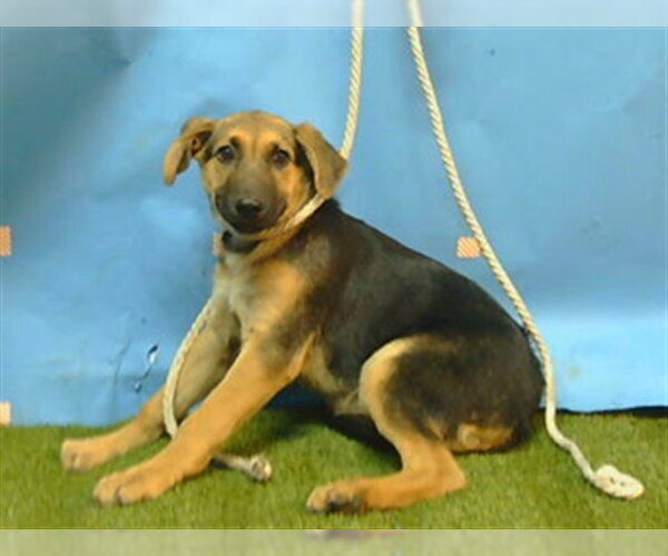 Medium Photo #1 German Shepherd Dog Puppy For Sale in Downey, CA, USA