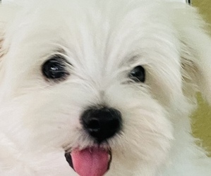 Maltese Puppy for Sale in CANTON, Texas USA