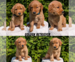 Small #9 Golden Retriever
