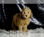 Small #4 Goldendoodle (Miniature)
