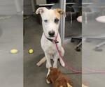 Small #1 Labrador Retriever-Staffordshire Bull Terrier Mix
