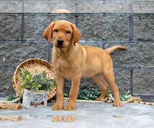 Labrador Retriever Litter for sale in MILLERSBURG, OH, USA