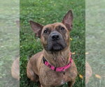 Small #2 Staffordshire Bull Terrier Mix