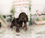 Small Photo #2 Cocker Spaniel Puppy For Sale in WARSAW, IN, USA
