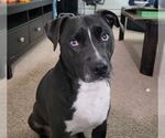 Small American Pit Bull Terrier-Huskies Mix