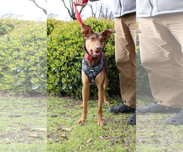 Medium Photo #6 Doberman Pinscher-Unknown Mix Puppy For Sale in Yuba City, CA, USA