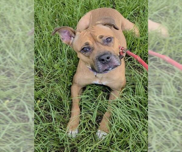 Medium Photo #1 Boxer-Unknown Mix Puppy For Sale in Fort Lauderdale, FL, USA