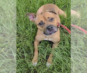 Boxer-Unknown Mix Dogs for adoption in Fort Lauderdale, FL, USA