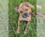 *SERENITY - Female Boxer-Unknown Mix Dog for Adoption - Small photo