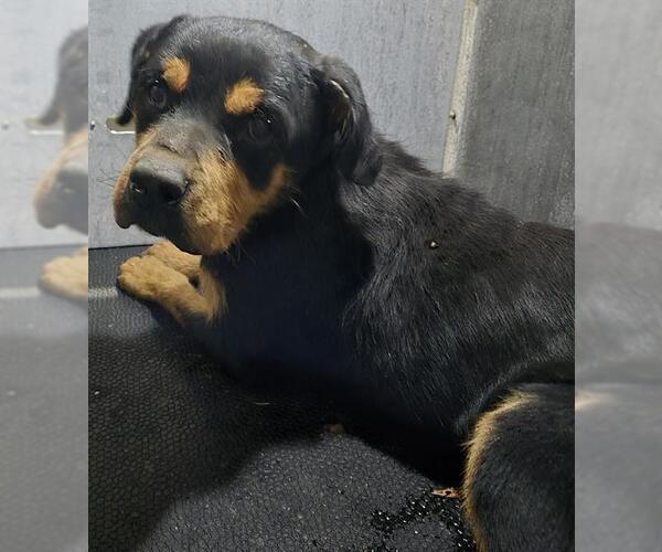 Medium Photo #1 Rottweiler-Unknown Mix Puppy For Sale in San Antonio, TX, USA