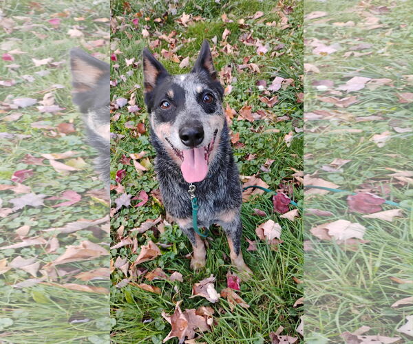 Medium Photo #1 Mutt Puppy For Sale in Garden City, NY, USA