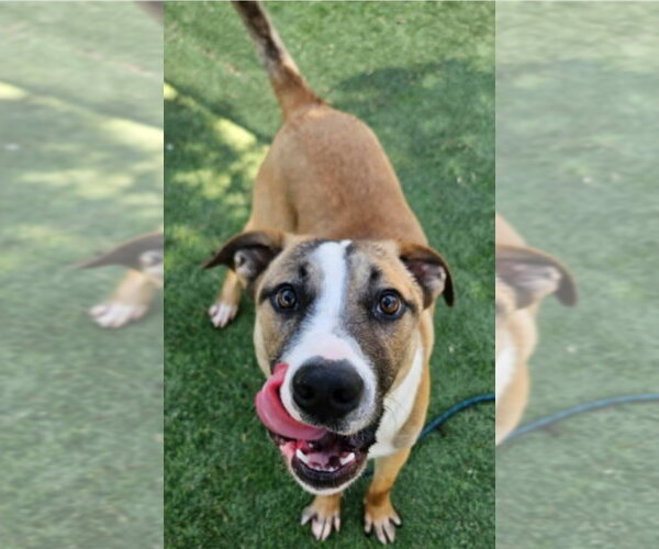 Medium Photo #3 Mutt Puppy For Sale in Lakewood, CO, USA
