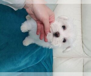 Maltese Puppy for sale in AVONDALE EST, GA, USA