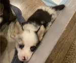 Small #3 Pembroke Welsh Corgi