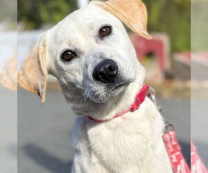 Labrador Retriever-Unknown Mix Dogs for adoption in Canton, CT, USA