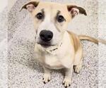 Small #1 Labrador Retriever Mix