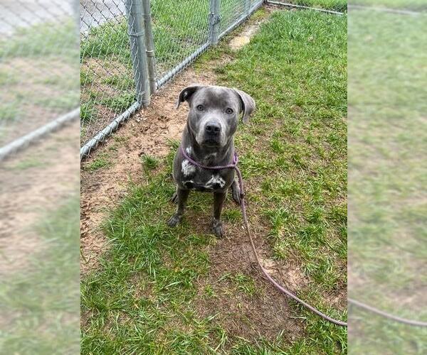 Medium Photo #2 American Pit Bull Terrier-Labrador Retriever Mix Puppy For Sale in Louisville, KY, USA