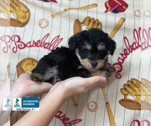 Schnoodle (Miniature) Puppy for sale in WINNSBORO, LA, USA